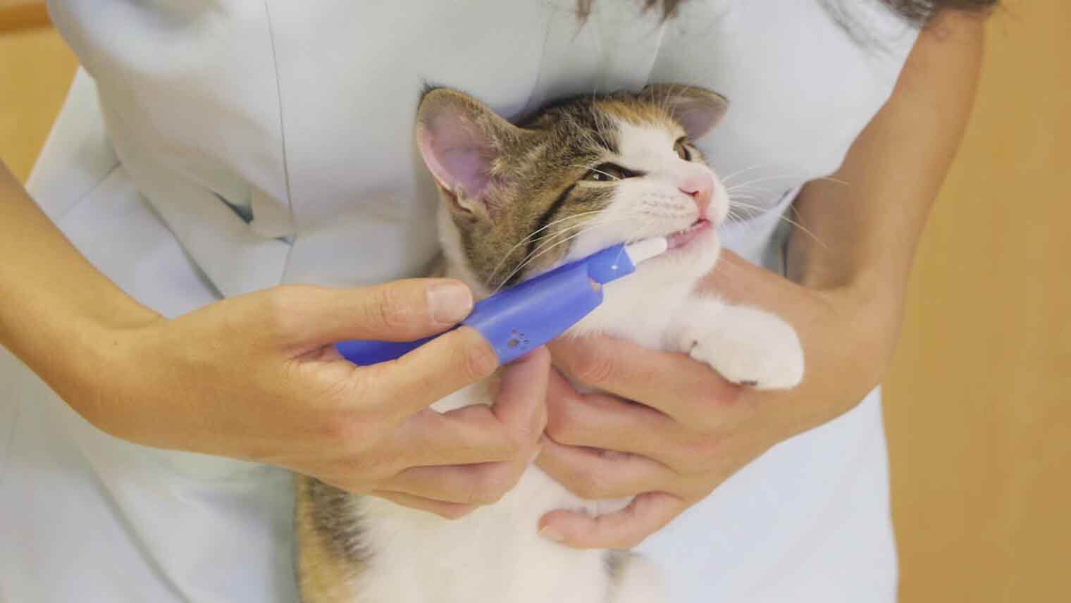 猫だって歯みがきが必要！無理なくできる歯みがき習慣の作り方