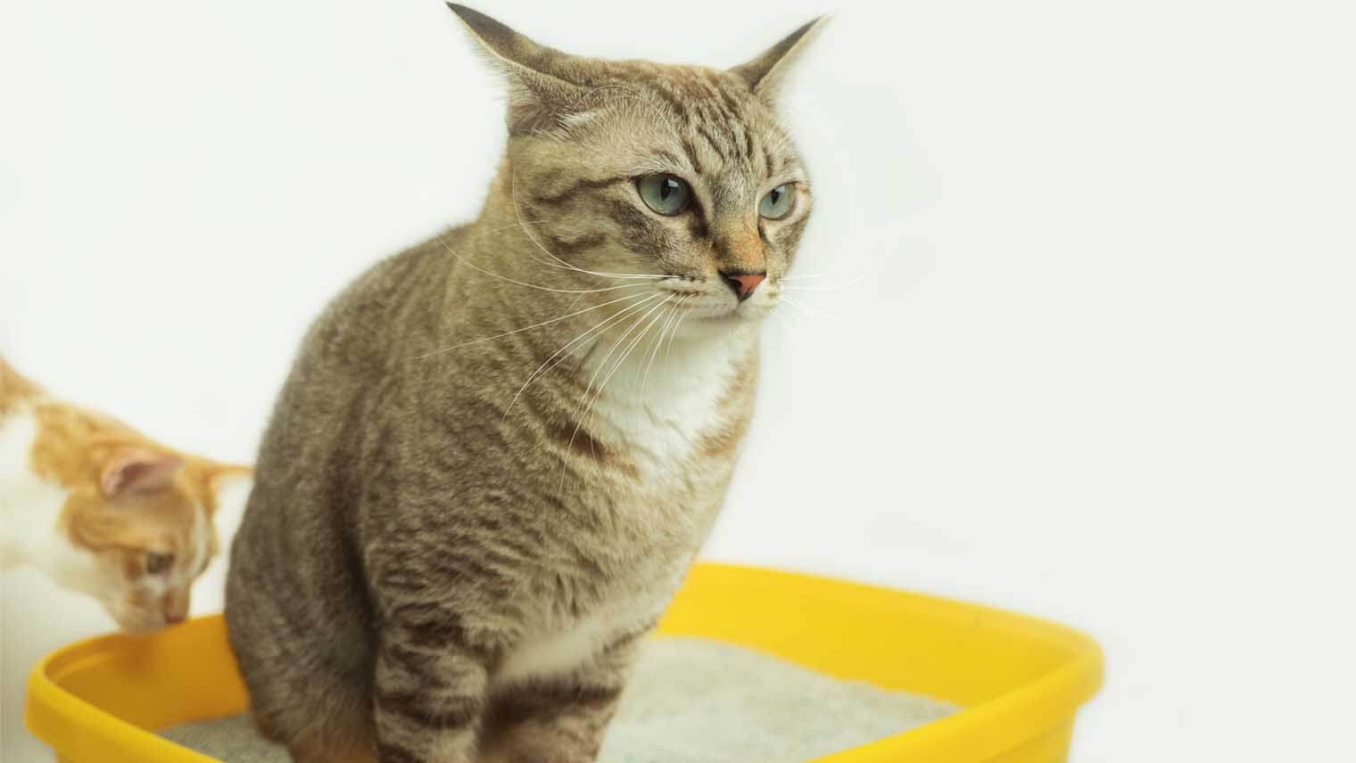 ネコちゃんに教えてもらった!猫が一番好きな「猫砂」の種類は?