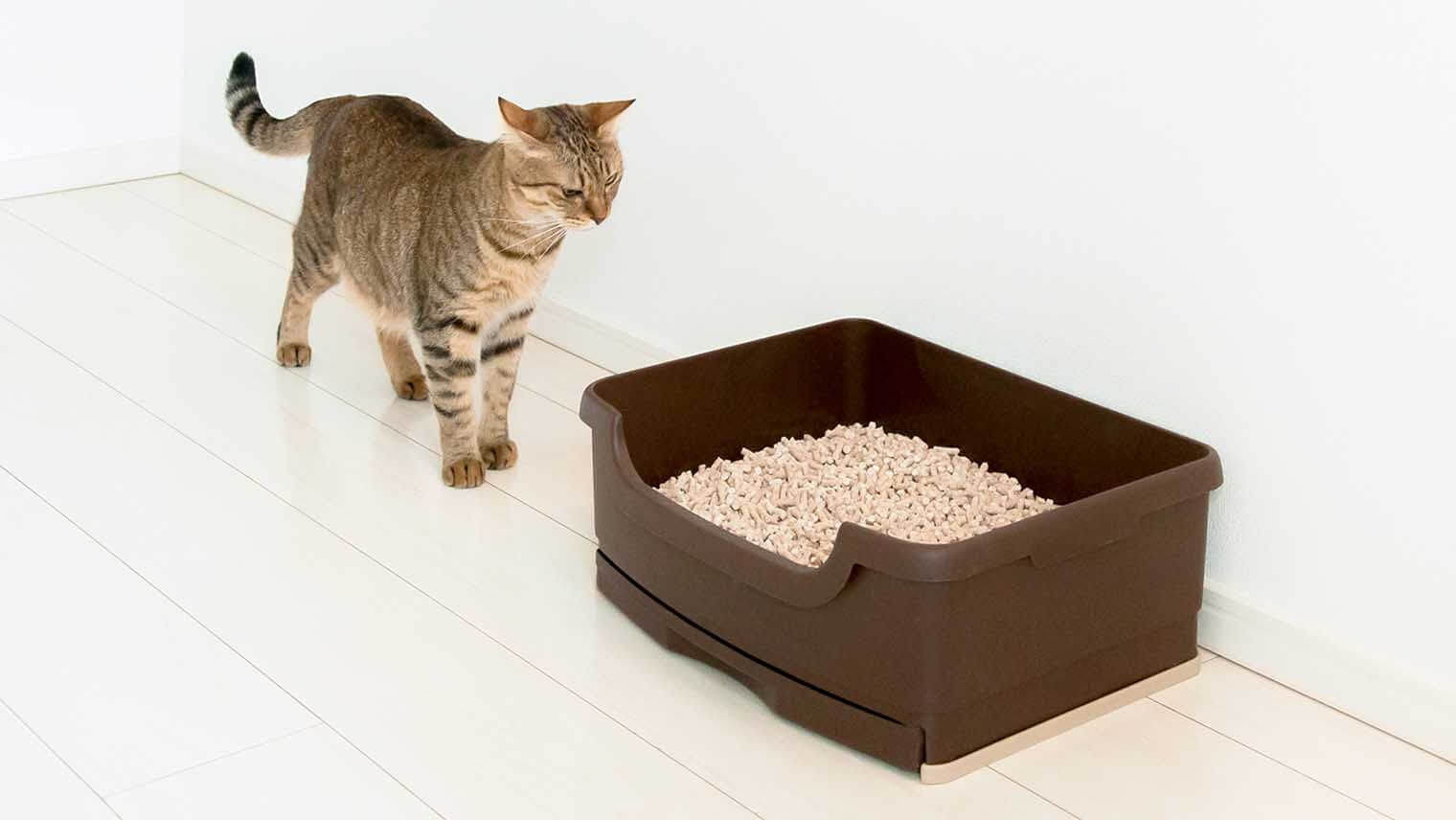 猫のトイレ、お掃除は万全？手軽で効果的な「ちょこっと掃除」のコツ