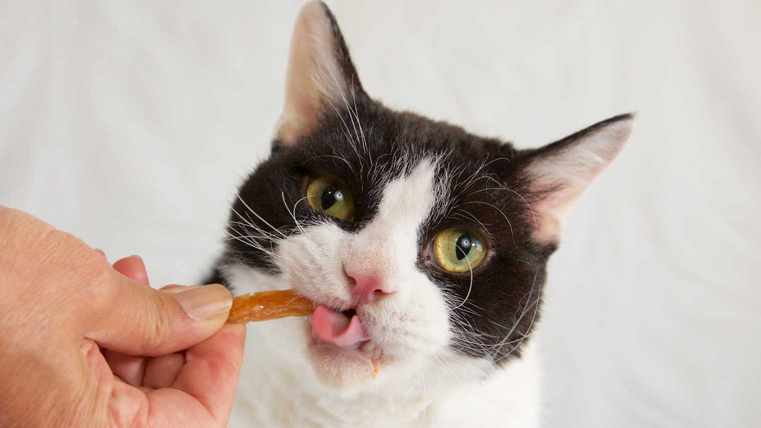 猫が喜ぶおやつに歯みがき効果もプラス！話題のおやつをチェック