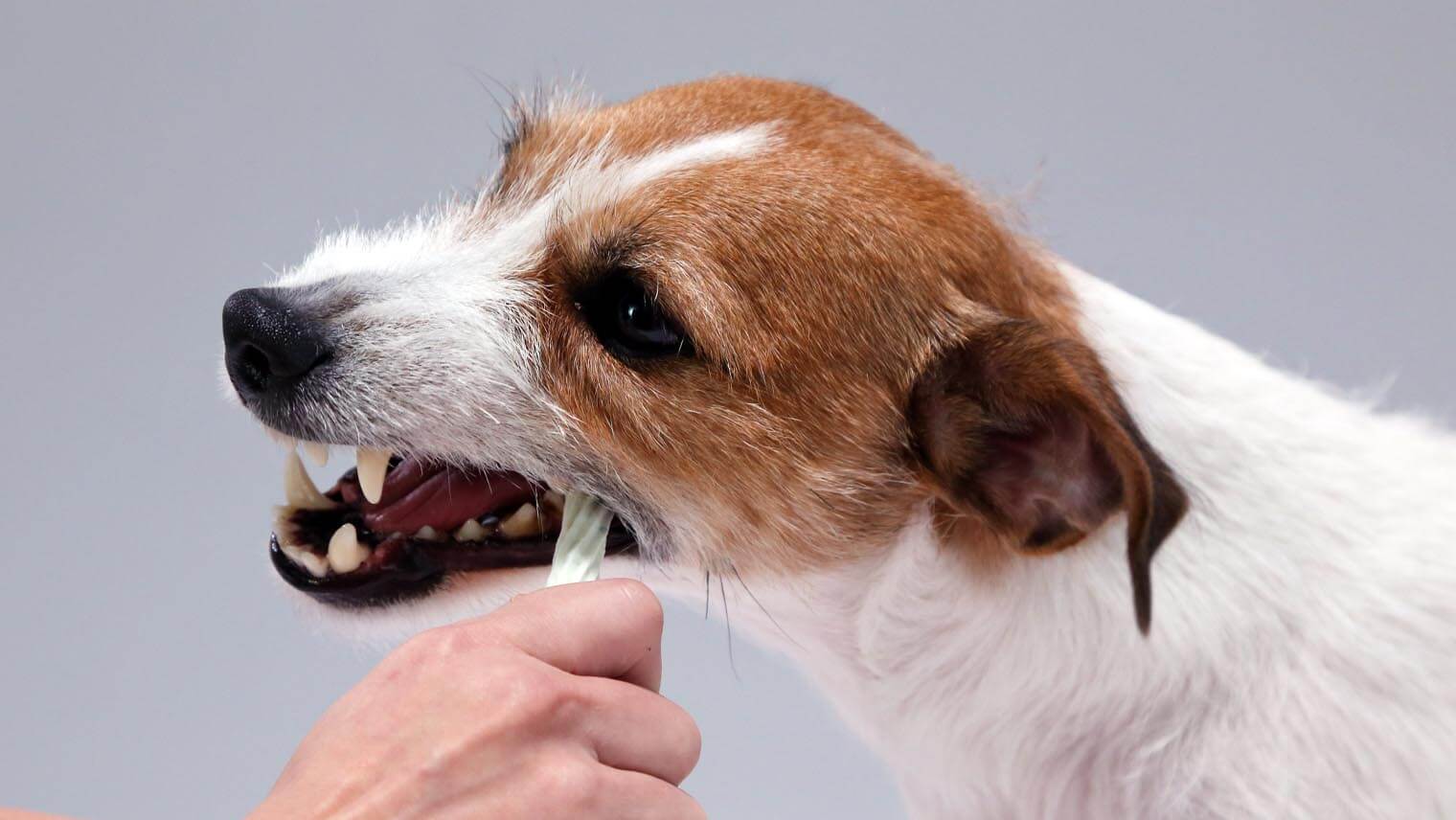 犬の歯みがきガムは、どう選ぶ?どう与える?10の疑問に答えます