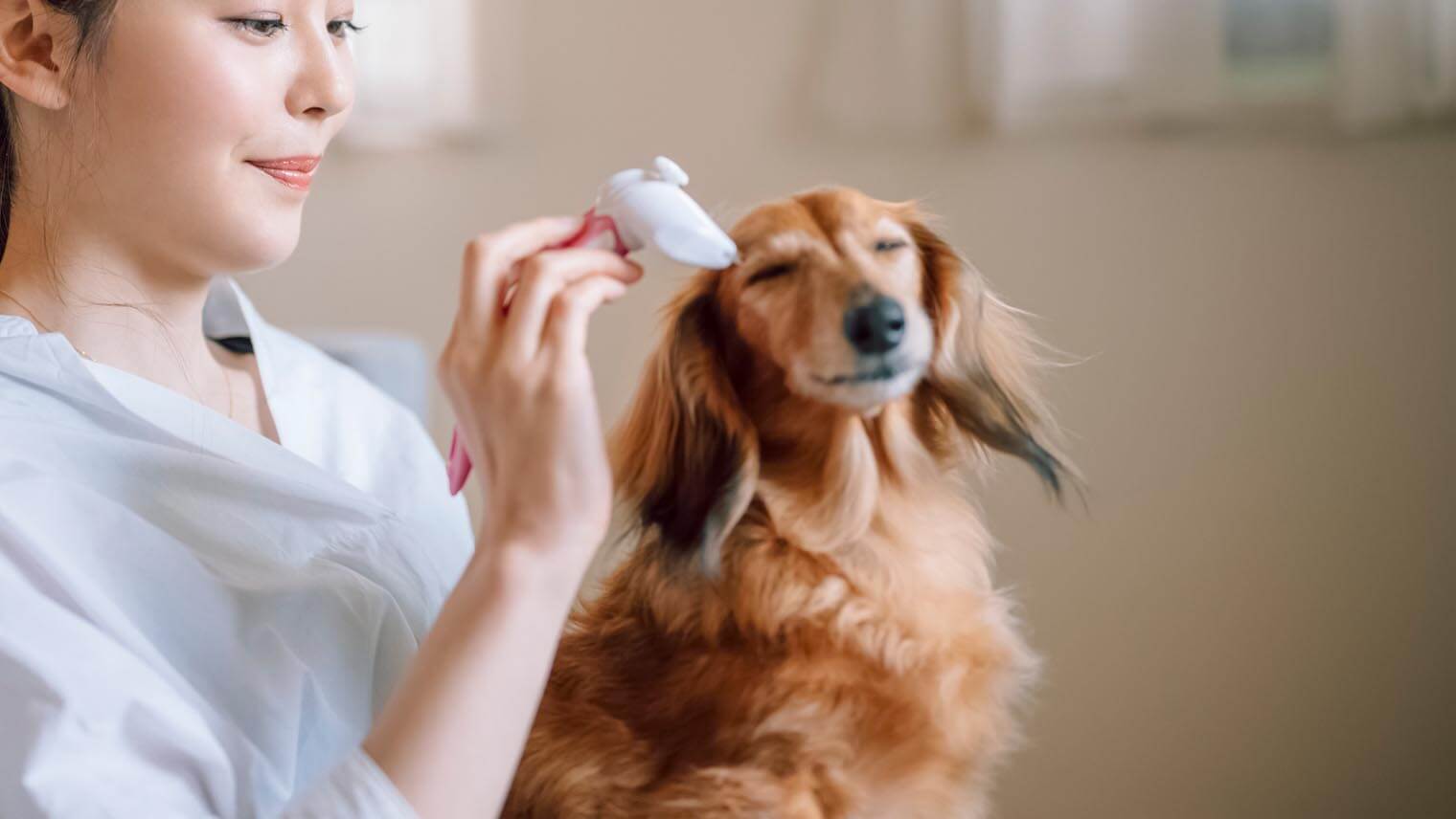 秋冬の抜け毛＆乾燥肌への対策！愛犬のためのボディケア