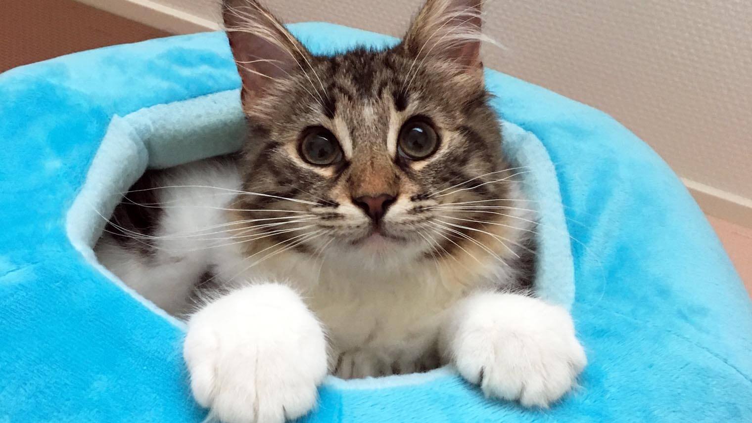初めて猫を飼う時に必要なものは?最初に準備したいグッズをチェック