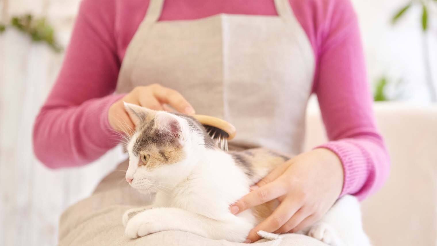 猫にもブラッシングが必要！猫が喜ぶボディケアで毛玉＆抜け毛対策