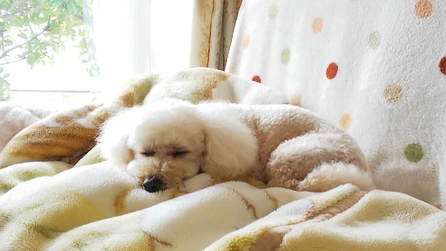 今からでも遅くない！シニア犬、老犬の口臭ケアは口周りタッチから