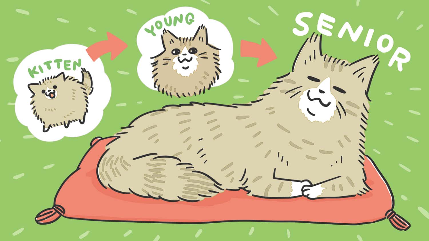 シニア猫(老猫)って何歳から?今から気をつけたい食事やおうち環境の整え方のコツ