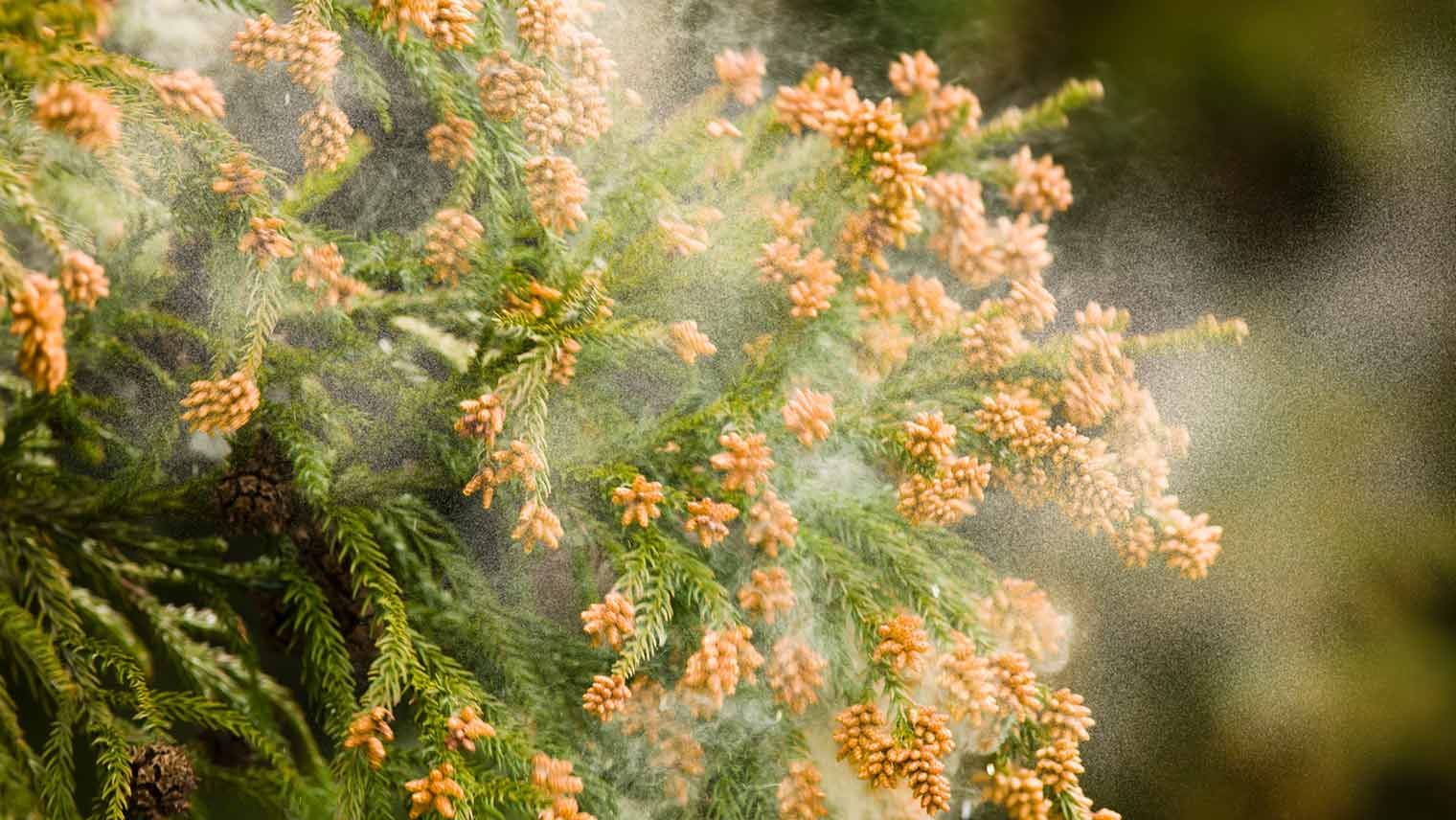 花粉が飛散する時期の衣類への「付着量」は？